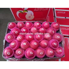 fresh apple fruit wholesale distributors